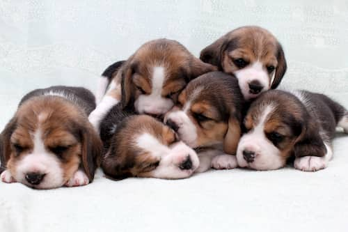 Beagle Dog Names 345 Dognames Info