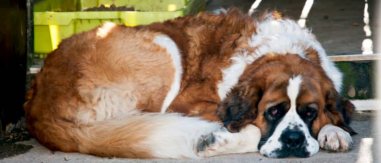 saint-bernard-dog-names-330-ideas-for-your-puppy