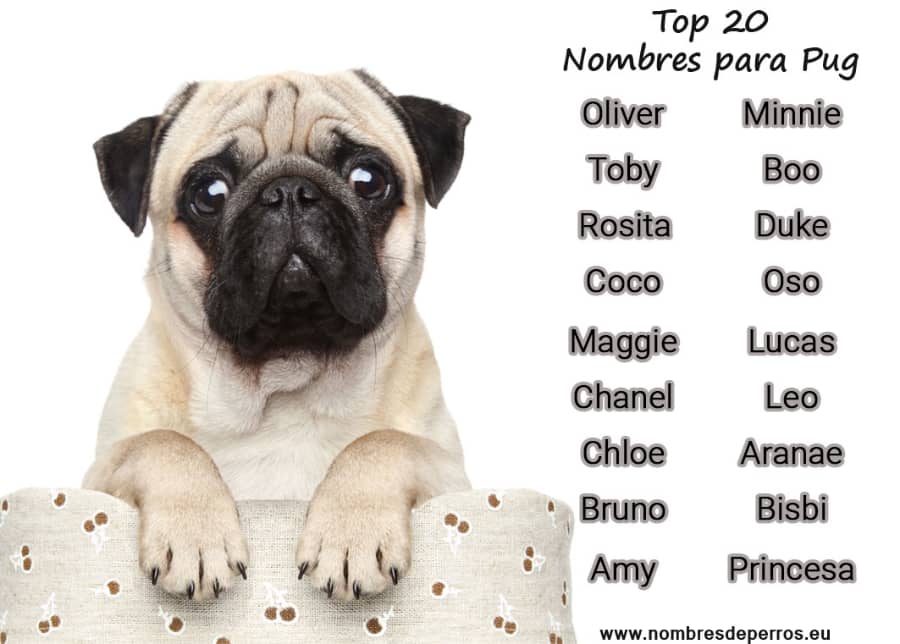 Pug dog names | 320+ Ideas for your puppy