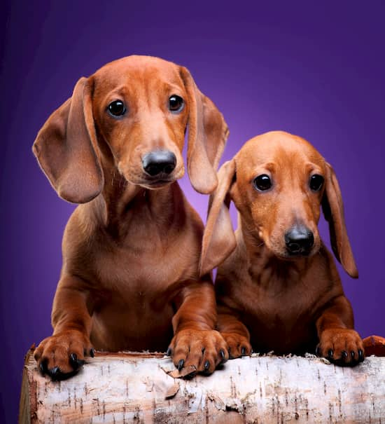 dachshund-dog-names-275-dognames-info