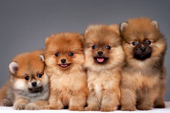 138+ Pomeranian dog names Dognames.info