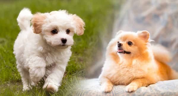names-for-small-female-dogs
